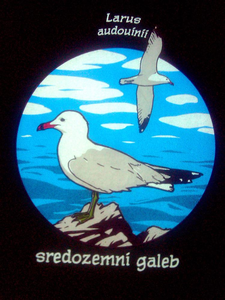 Sredozemni galeb
